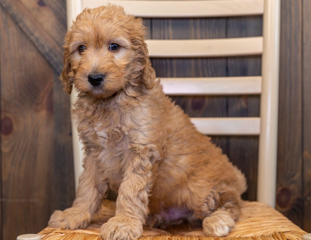 Scout, A Poodle Father of F1b Goldendoodles | Poodles 2 Doodles