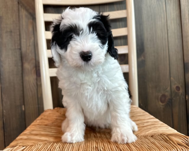 A picture of a Marlin, one of our Mini Sheepadoodles puppies that went to their home in New Jersey