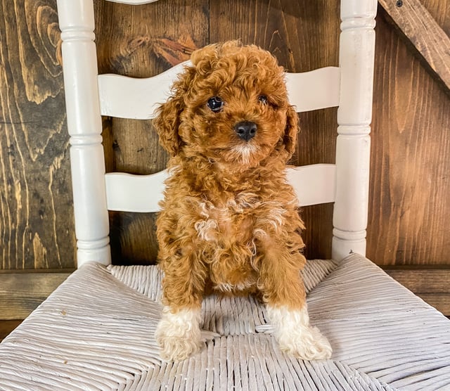 Raisin came from Scarlett and Toby's litter of F1BB Goldendoodles