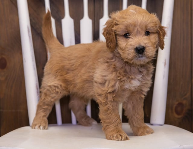Jazmine is an F1 Goldendoodle for sale in Iowa.