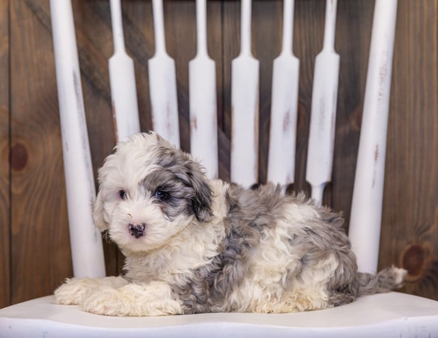 Hero is an F1B Sheepadoodle that should have  and is currently living in South Carolina
