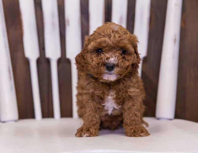 Quero is an F1B Cavapoo that should have  and is currently living in South Dakota