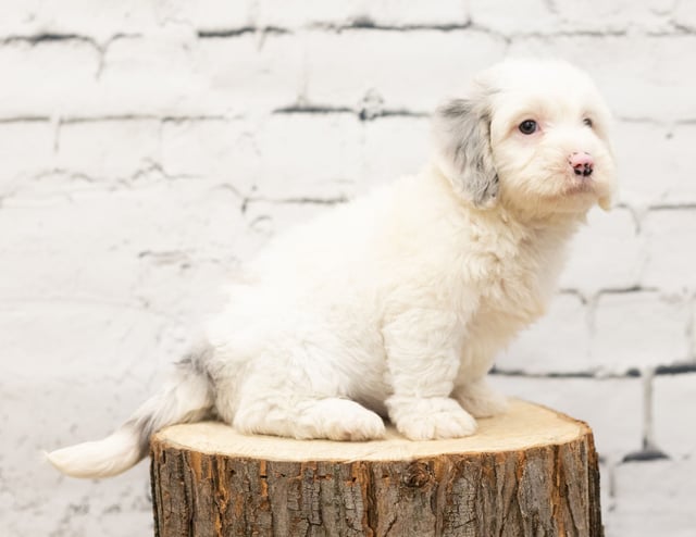 Telly is an F1 Sheepadoodle that should have  and is currently living in New Jersey