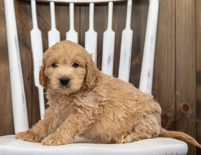 Bosley is an F1 Goldendoodle for sale in Iowa.