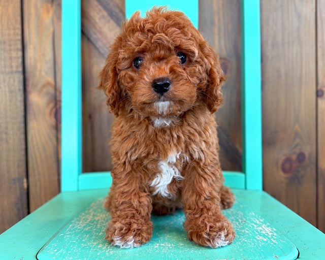 A picture of a Georgia, a gorgeous Petite Cavapoos for sale
