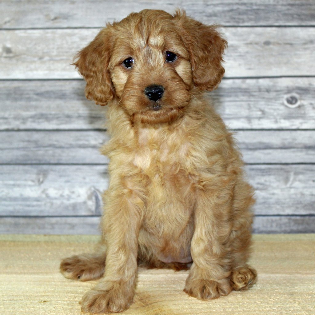 A picture of a Yuki, one of our Petite Irish Goldendoodles puppies that went to their home in Missouri