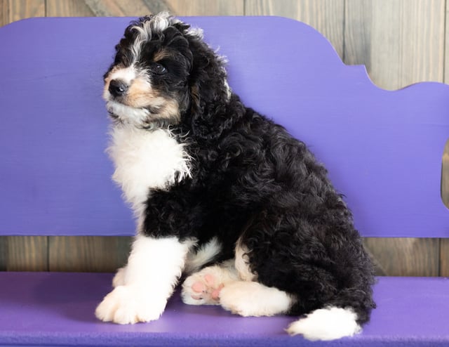 Xanter came from Kiaya and Bentley's litter of F1 Bernedoodles
