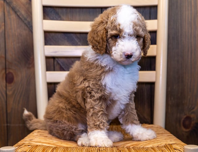 A picture of a Walker, one of our Mini Goldendoodles puppies that went to their home in Iowa