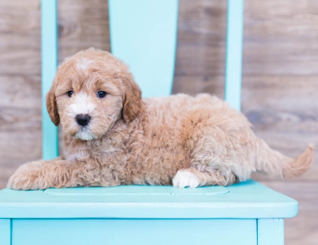 Olivia is an F1 Goldendoodle that should have  and is currently living in Iowa