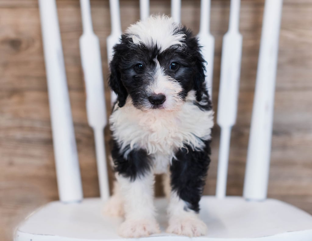 Cuddles is a Mini Sheepadoodle Puppy Sold As Of 07/14/2020