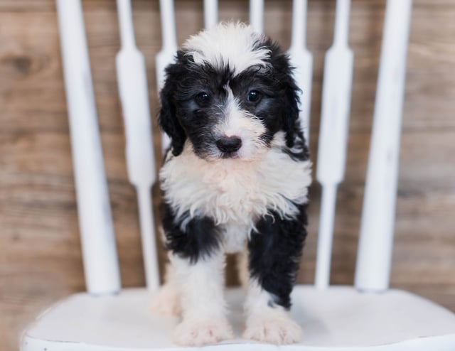 A picture of a Cuddles, a gorgeous Mini Sheepadoodles for sale