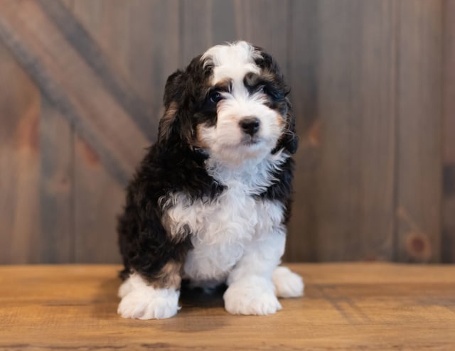 Saber came from Saber and Stanley's litter of F1 Bernedoodles