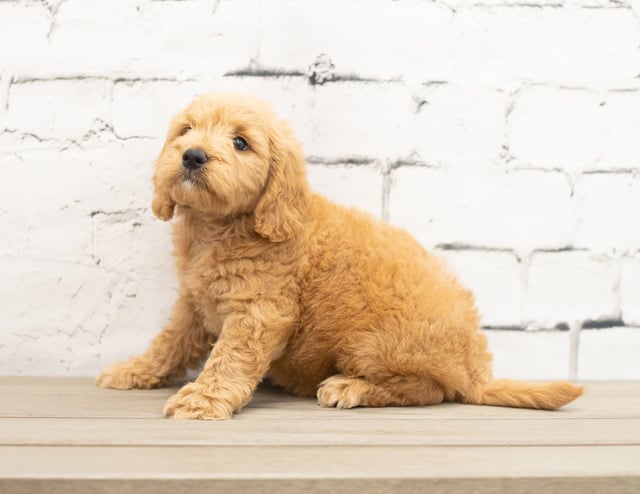 Yackie is an F1 Goldendoodle for sale in Iowa.