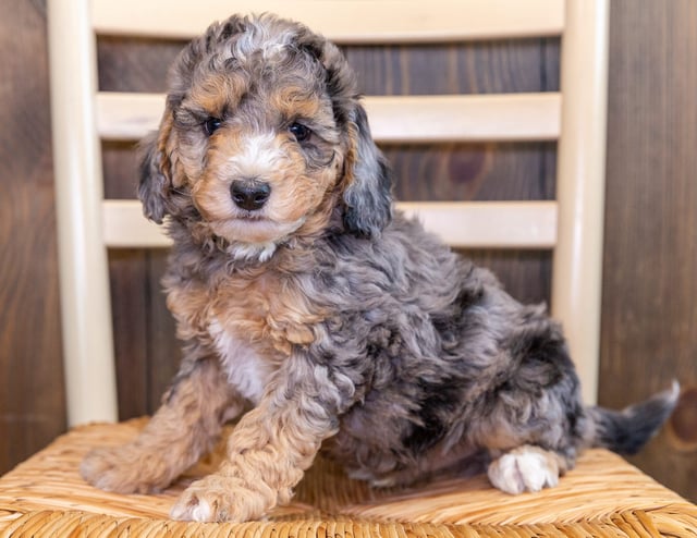 Cayde is an F1BB Bernedoodle that should have  and is currently living in South Dakota