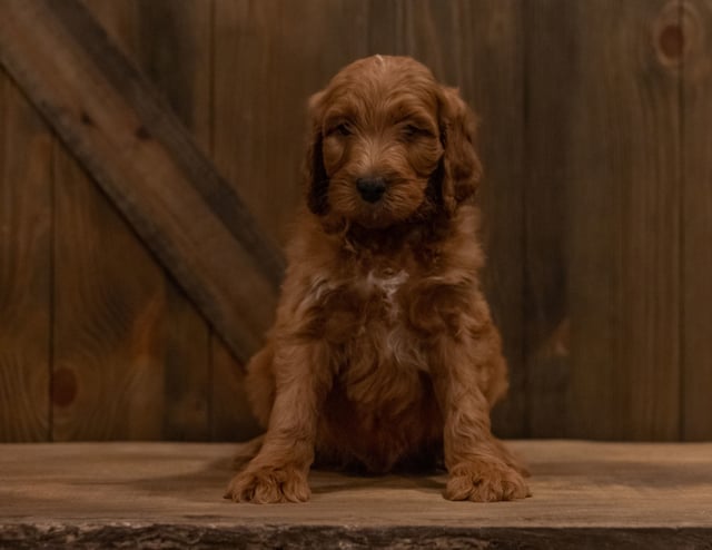 Ike came from Ginger and Scout's litter of F1 Irish Doodles