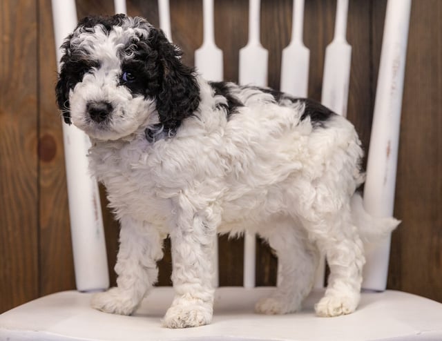 Widget is an F1B Sheepadoodle that should have  and is currently living in Minnesota