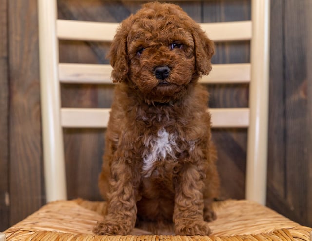 Zelda came from Dallas and Taylor's litter of F1B Goldendoodles