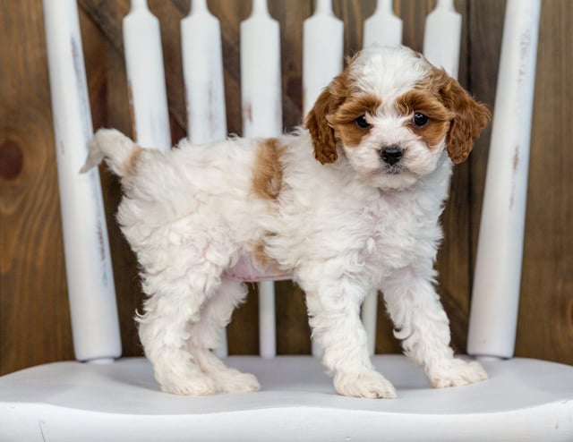 Sunshine is an F1B Cavapoo that should have  and is currently living in Iowa