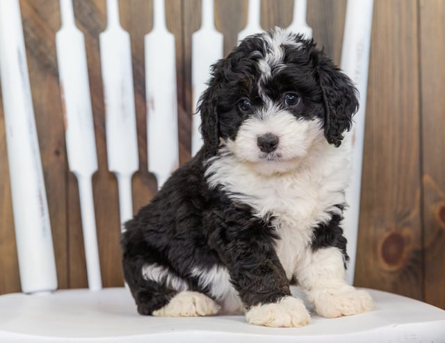 A picture of a Velvet, one of our Mini Bernedoodles puppies that went to their home in Minnesota