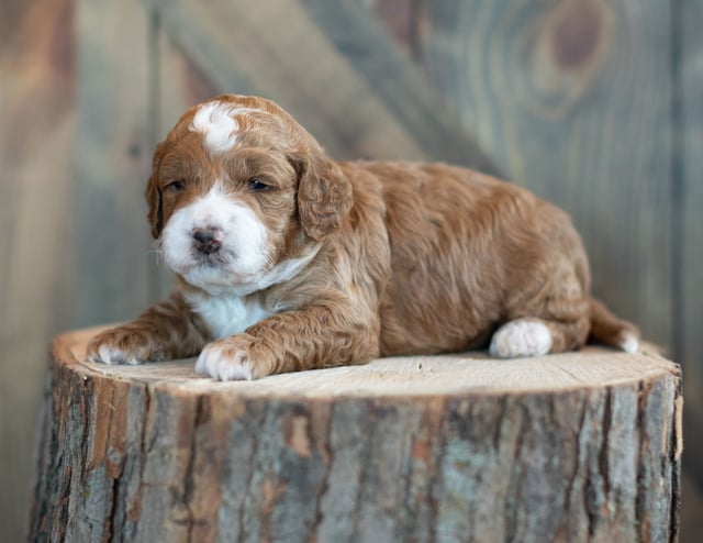 Urbane came from Piper and Stanley's litter of F1 Sheepadoodles