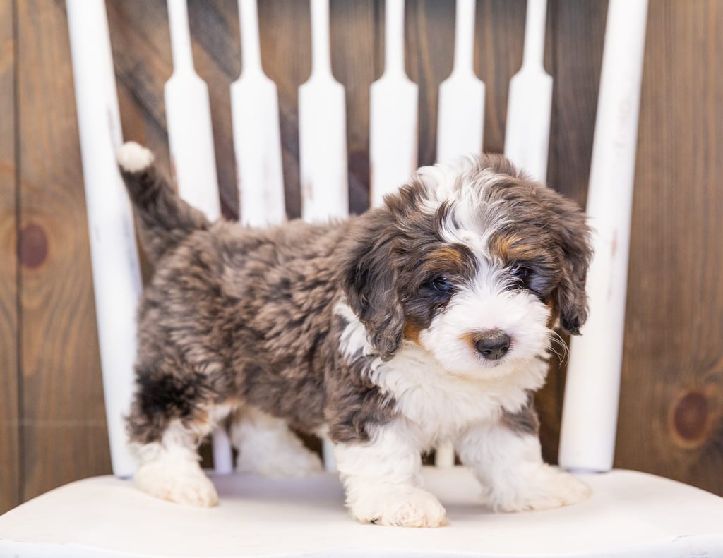 A picture of a Mya, one of our  Bernedoodles puppies that went to their home in Iowa