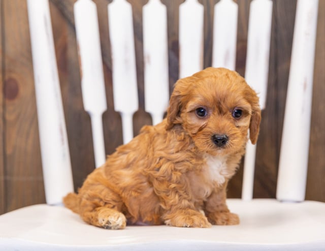 A picture of a Prancer, one of our  Cavapoos puppies that went to their home in Iowa