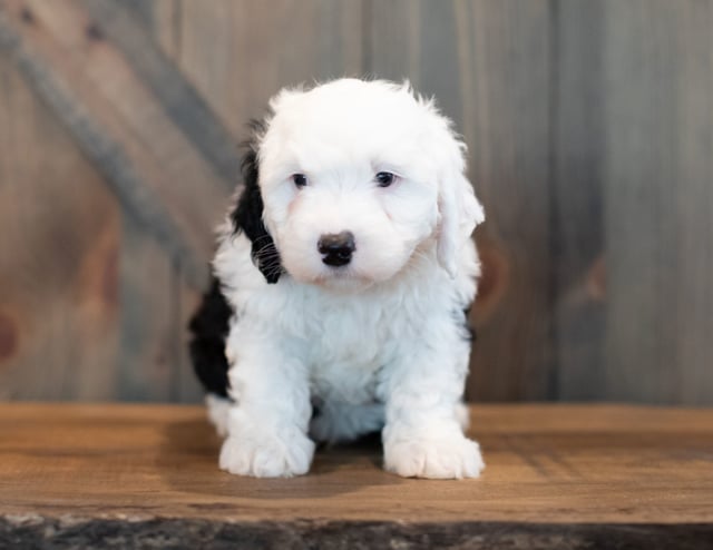 Ushi is an F1 Sheepadoodle that should have  and is currently living in Missouri
