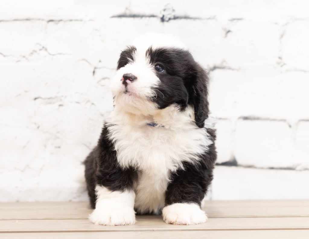 Zap is an F1 Bernedoodle that should have  and is currently living in Canada