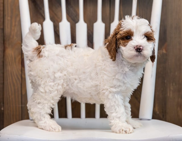 A picture of a Betsy, one of our Mini Goldendoodles puppies that went to their home in California