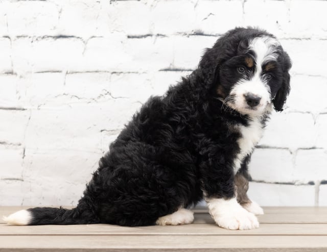 Xena is an F1 Bernedoodle for sale in Iowa.