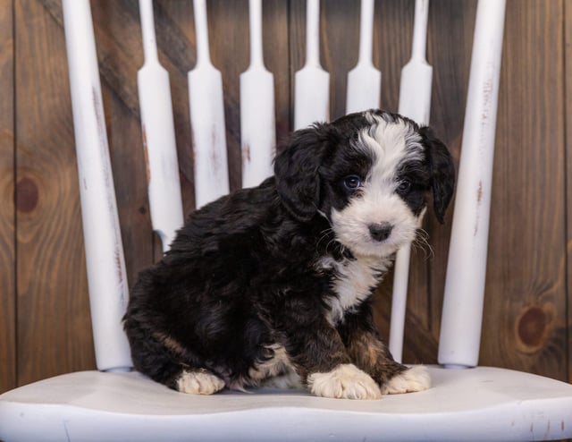 A picture of a Ike, a gorgeous  Bernedoodles for sale