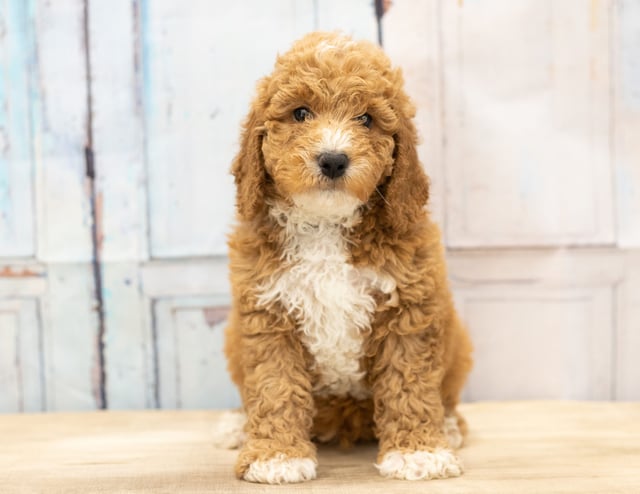 A picture of a Vex, one of our Mini Goldendoodles puppies that went to their home in Wisconsin