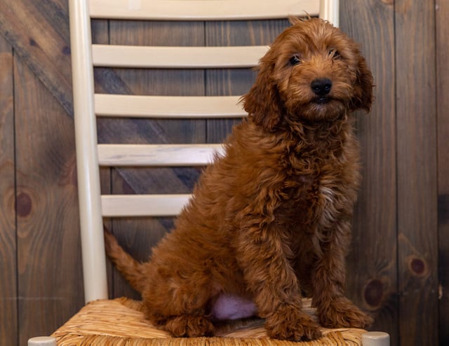 A picture of a Howler, one of our Mini Goldendoodles puppies that went to their home in South Dakota