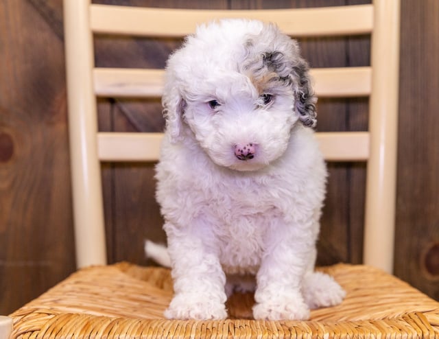 Fairy came from Harlee and Leo's litter of F1B Sheepadoodles