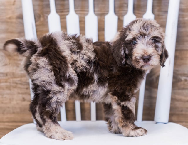 Alco came from Maci and Merlin's litter of F1B Goldendoodles