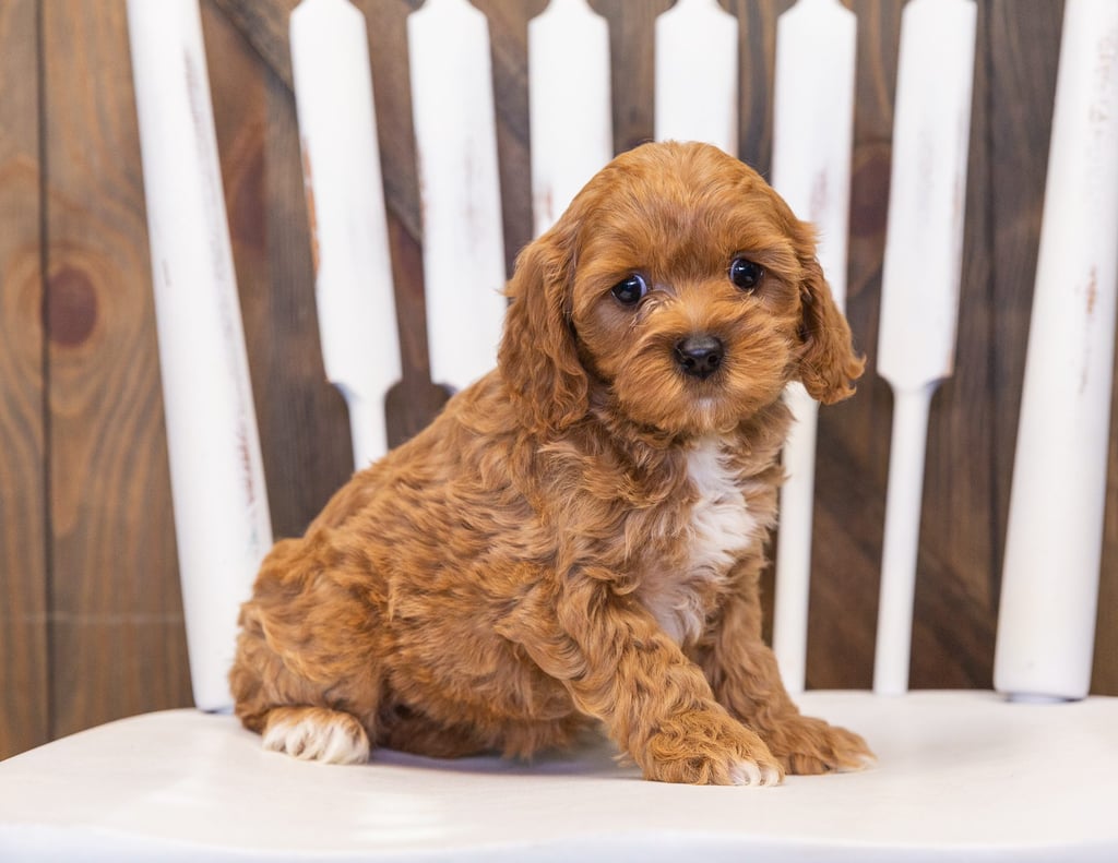 A picture of a Polly, one of our  Cavapoos puppies that went to their home in Minnesota