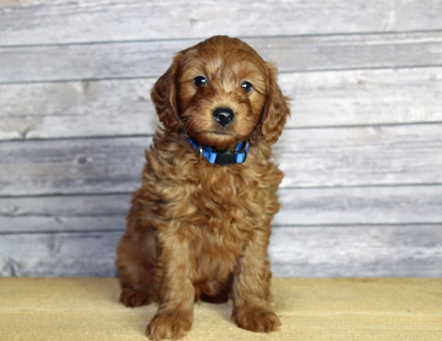 A picture of a Udelle, one of our Mini Goldendoodles puppies that went to their home in Nebraska