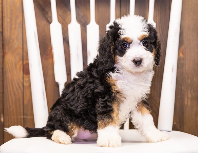 A picture of a Iona, one of our Mini Bernedoodles puppies that went to their home in Arizona