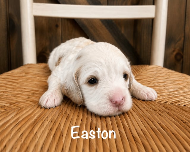 A picture of a Easton, a gorgeous Mini Goldendoodles for sale
