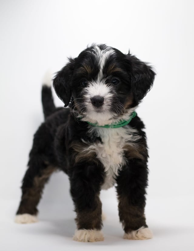 Flair came from Tyrell and Stanley's litter of F1 Bernedoodles