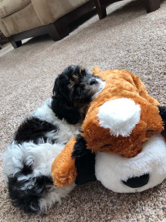 Adorable cavapoo puppy asleep on teddy bear