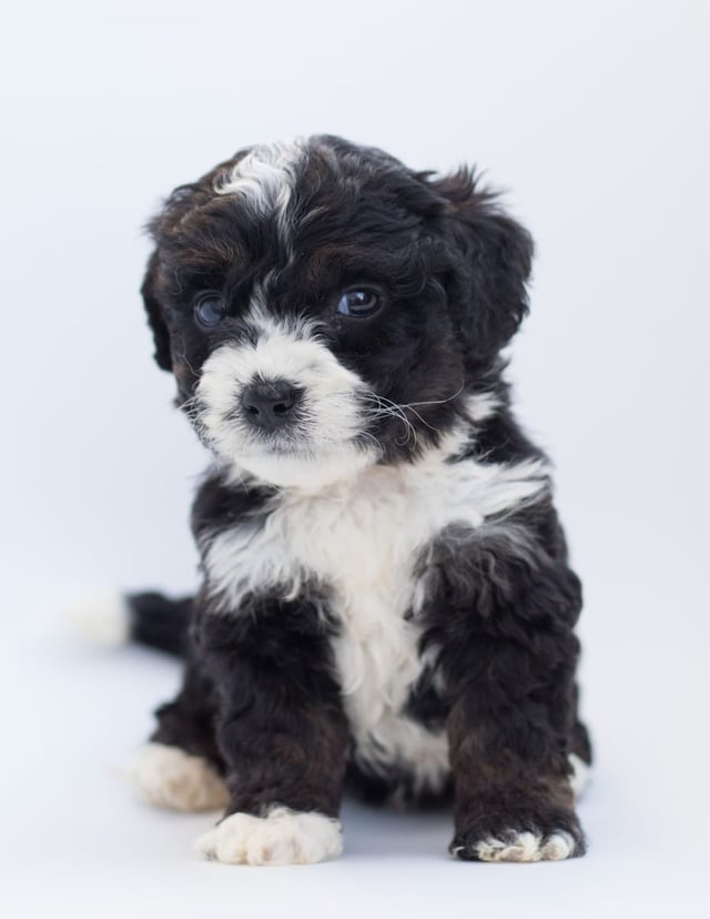 A picture of a Birdi, a gorgeous  Bernedoodles for sale
