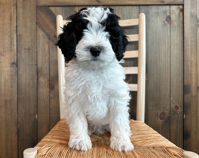 A picture of a Lyle, one of our Mini Bernedoodles puppies that went to their home in Nebraska 