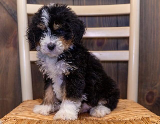 Xito came from Delilah and Bentley's litter of F1 Bernedoodles