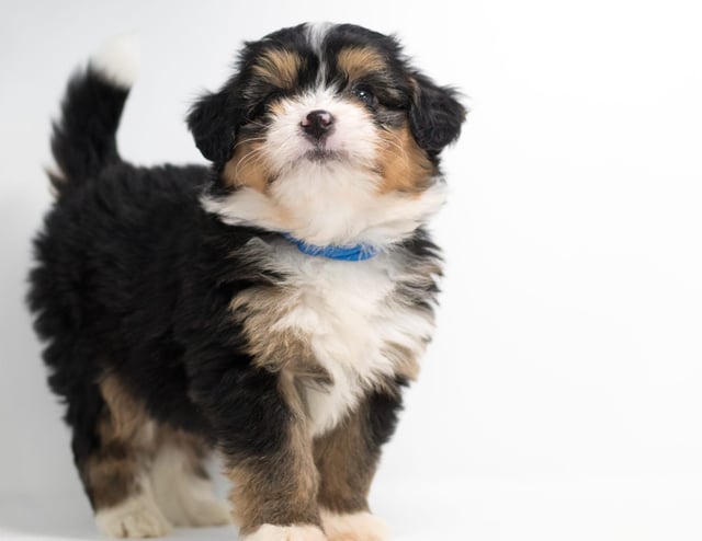 Fredi is an F1 Bernedoodle for sale in Iowa.