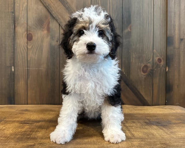 A picture of a Dixie, one of our Petite Bernedoodles puppies that went to their home in Iowa