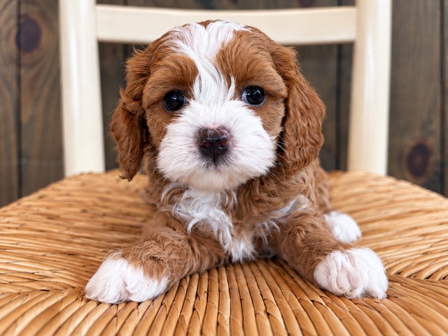 A picture of a Goldie, a gorgeous Petite Cavapoos for sale