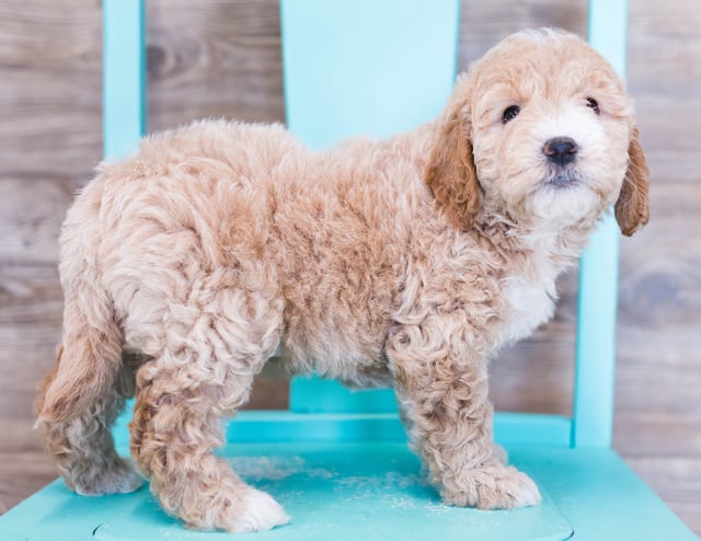 A picture of a Opal, one of our Mini Goldendoodles puppies that went to their home in Illinois