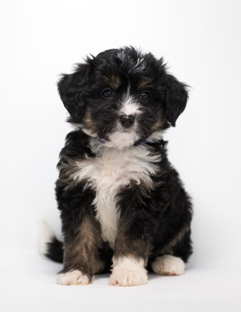 A picture of a Faith, one of our Mini Bernedoodles for sale
