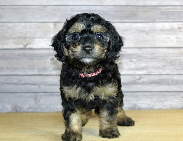 A picture of a Wynonna, one of our Petite Bernedoodles puppies that went to their home in Missouri